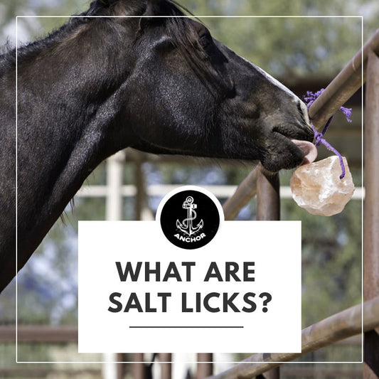 What Are Salt Licks? – The Complete Guide To Licking Salt