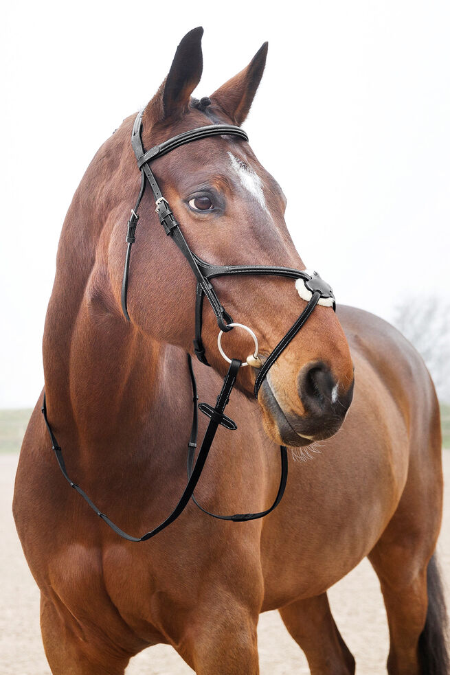 Bridle Article # 4